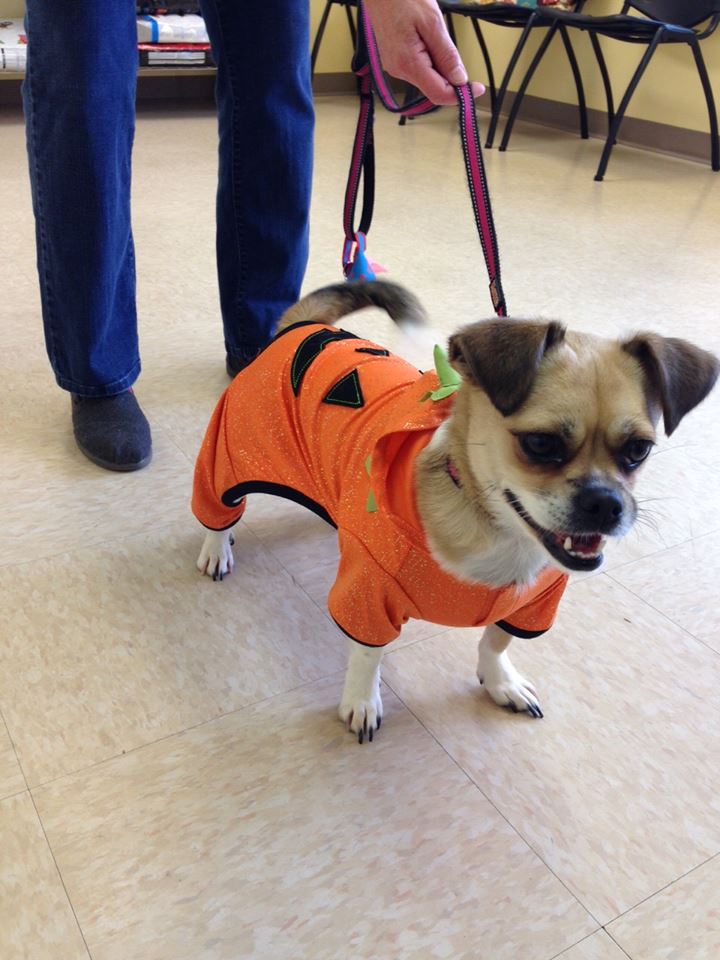 Pumpkin Dog