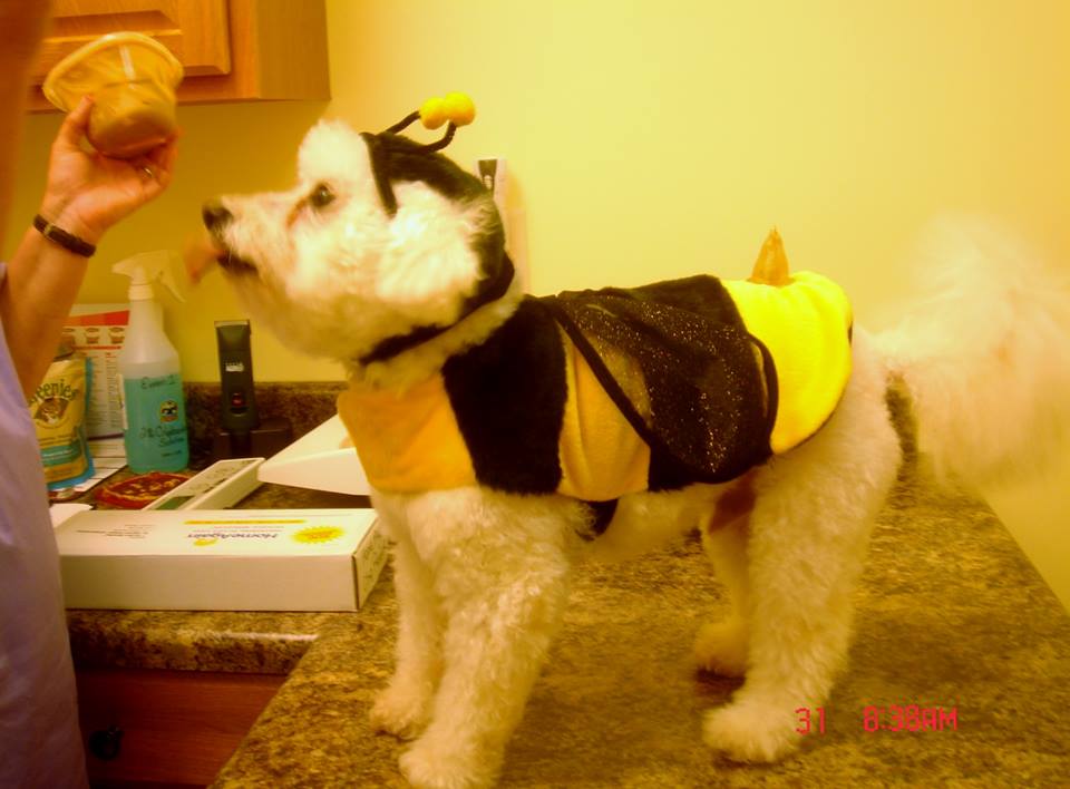 Bumble Bee Dog