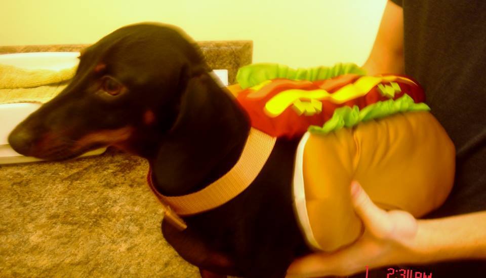  Bella "the hot dog"