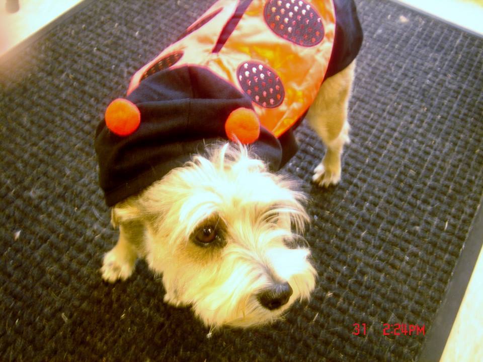 Maggie "the lady bug"