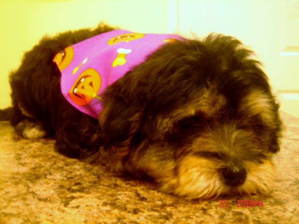 Chester - Dog with Bandana