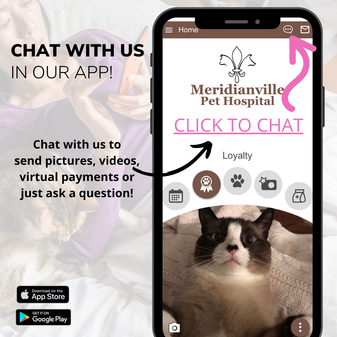 Chat with us Banner
